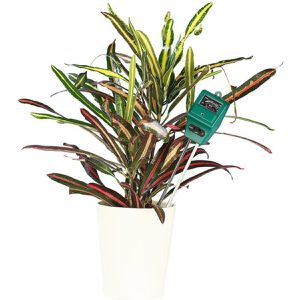 Produktbild für Bodentester Böttcher-AG 3-in-1 analog