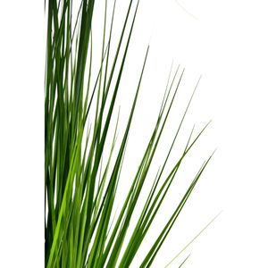 Produktbild für Kunstpflanze I.GE.A. Zyperngras