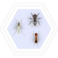 Zusatzbild Insektenspray Varena Ameisen- & Ungezieferspray