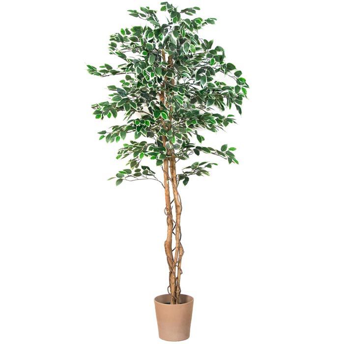 Großer Ficus, Böttcher – mit AG cm, Höhe PLANTASIA Kunstbaum Echtholzstamm 190