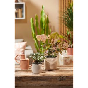 Produktbild für Pflanzsubstrat Seramis Topper Dark Shadow, 1 Liter