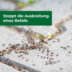 Produktbild für Ameisenpulver Protect-Home Ameisen&amp;Milben Blocker