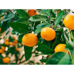 Produktbild für Lebensmittelaroma Baldini Mandarinenöl grün, BIO