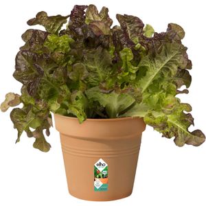 Produktbild für Pflanztopf elho Green Basics, 0,6 Liter