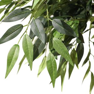 Produktbild für Kunstpflanze hJh-OFFICE Acacia