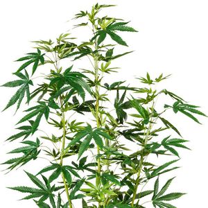 Produktbild für Kunstpflanze Creativ-green Zierhanf
