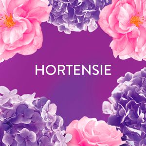 Produktbild für Wäscheparfüm Lenor Amethyst Blütentraum