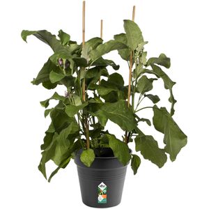 Produktbild für Pflanztopf elho Green Basics, 4 Liter