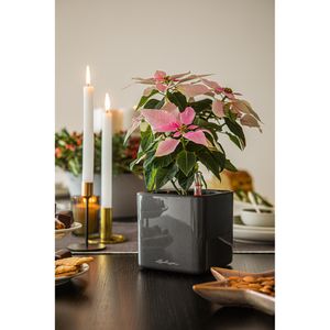 Produktbild für Übertopf Lechuza CUBE Glossy 14,anthrazit hochglanz,14x14x14cm