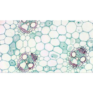 Produktbild für Mikroskopkamera Bresser MikroCam SP