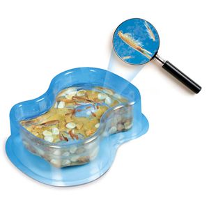 Produktbild für Experimentierkasten Galileo Original Salzkrebse