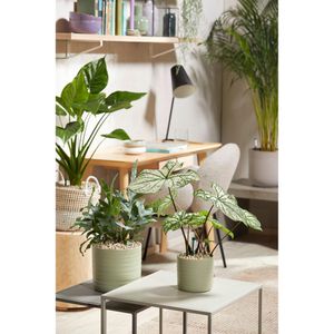 Produktbild für Pflanzsubstrat Seramis Topper Limestone, 1 Liter