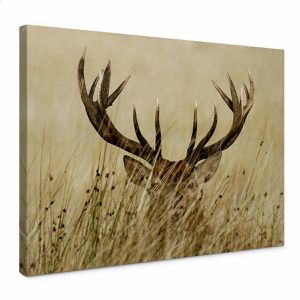 Wandbild AS-Creation Versteckter Hirsch 70 x 50 cm