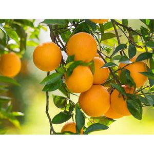 Produktbild für Lebensmittelaroma Baldini Orangenöl, BIO