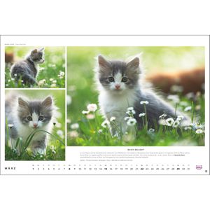 Produktbild für Bildkalender Heye 1130, Whiskas Cattitude, Jahr 2026