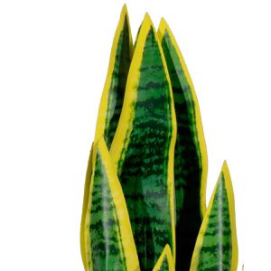 Produktbild für Kunstpflanze meet-powered-by-PAPERFLOW Sansevieria