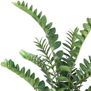 Produktbild für Kunstpflanze Creativ-green Zamiifolia