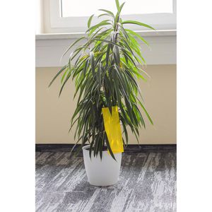 Produktbild für Gelbtafeln Reinex 20376, 11 x 29 cm, zum Hängen