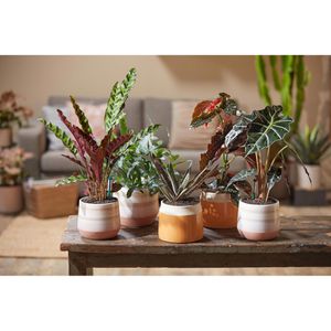 Produktbild für Pflanzsubstrat Westland POR Universal-Granulat, 10 Liter