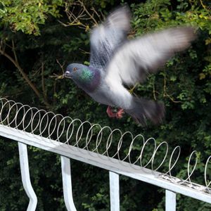 Produktbild für Vogelabwehr Gardigo Taubenabweiser, 5 Meter