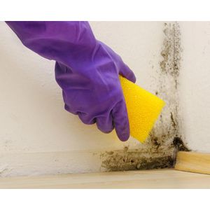 Produktbild für Anti-Schimmel-Farbe Mellerud Renovierfarbe