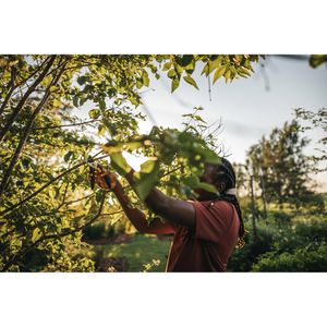 Produktbild für Gartenschere Fiskars Solid M P321, 1057162, Bypass