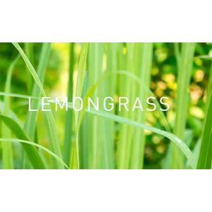 Produktbild für Duftöl Primavera Lemongrass bio