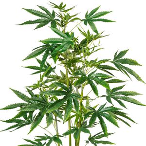 Produktbild für Kunstpflanze Creativ-green Zierhanf