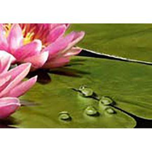 Produktbild für Bodenpflege Emsal Bioprotect, Konzentrat