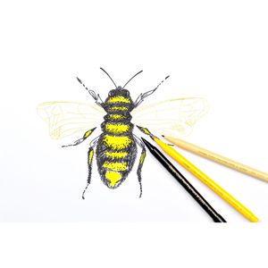 Produktbild für Filzstifte Pentel Sign Pen Colour Pen, S360-36