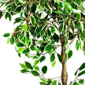 Produktbild für Kunstpflanze Decovego Weißer Ficus Benjamin
