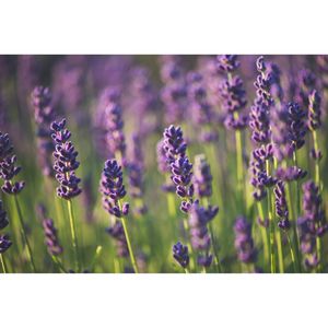 Produktbild für Duftkerzen ipuro Essentials lavender touch