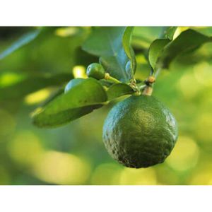 Produktbild für Lebensmittelaroma Baldini Bergamottenöl, BIO