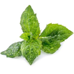 Produktbild für Saatpad Veritable Lingot, Minze