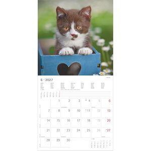 Produktbild für Bildkalender Alpha 206601, Katzenbabys, Jahr 2027