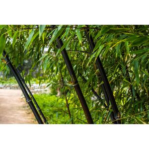 Produktbild für Duftkerzen ipuro Essentials black bamboo