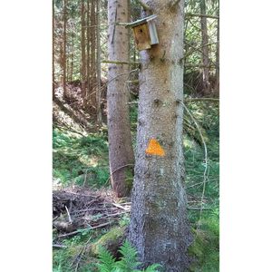 Produktbild für Markierungsspray Stanger Forst-Markierer, orange