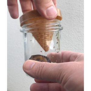 Produktbild für Fruchtfliegenfalle Frubby 6001, Lebendfalle