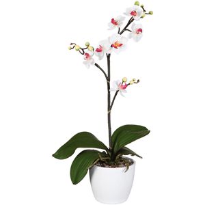 Kunstblume Creativ-green Orchidee, Phalaenopsis