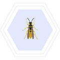 Zusatzbild Insektenspray Varena Wespenspray