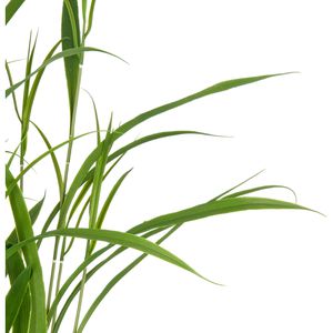 Produktbild für Kunstpflanze Creativ-green Jumbogras Raumteiler