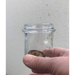 Produktbild für Fruchtfliegenfalle Frubby 6001, Lebendfalle