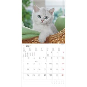 Produktbild für Bildkalender Alpha 206601, Katzenbabys, Jahr 2027