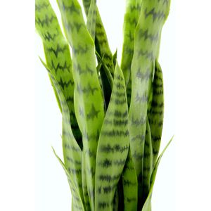 Produktbild für Kunstpflanze I.GE.A. Sansevieria