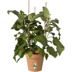 Produktbild für Pflanztopf elho Green Basics, 4 Liter
