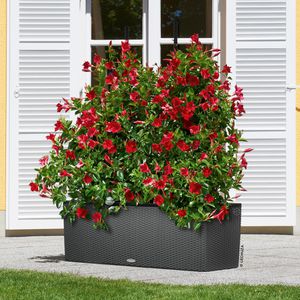 Produktbild für Pflanzkasten Lechuza TRIO Cottage 30 granit