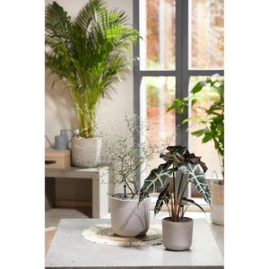 Produktbild für Pflanzsubstrat Seramis Topper Graphite, 1 Liter