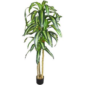 eibe media hillii Becher-Eibe 80-100cm Taxus media hillii als starke Ballenware main image 0