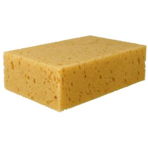 Tafelschwamm