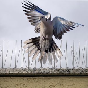 Produktbild für Vogelabwehr Gardigo Taubenspikes, 4 Meter